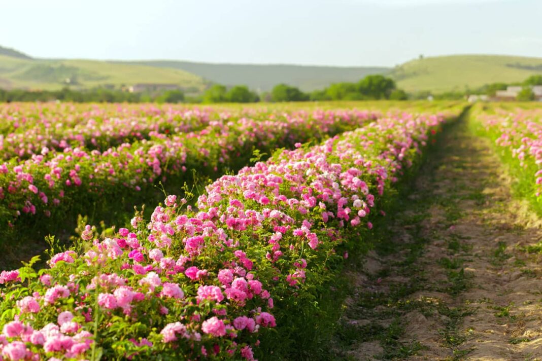 Discovering Bulgaria's Rose Valley