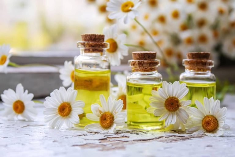 The Benefits Of Chamomile Oil