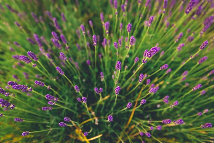 Plant And Grow Lavender Plant And Grow Lavender