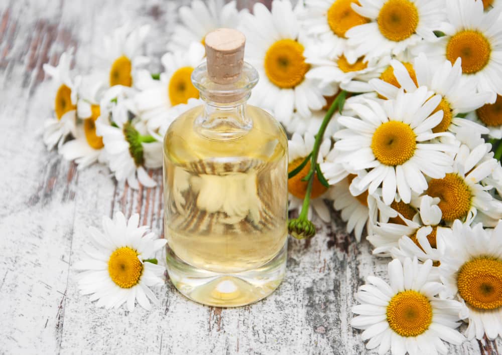 essencial oil camomile