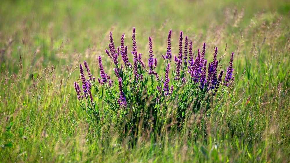 taking care for lavender herb plant