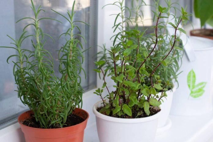 Water Your Herbs Plants Properly