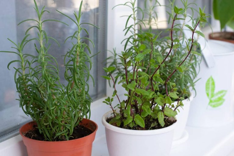 How to Water Your Herbs Plants Properly