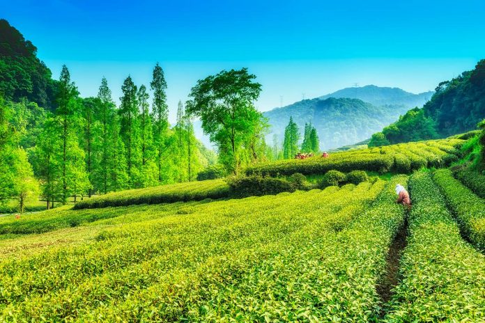 Antioxidant-Rich Types Of Tea Antioxidant-Rich Types Of Tea