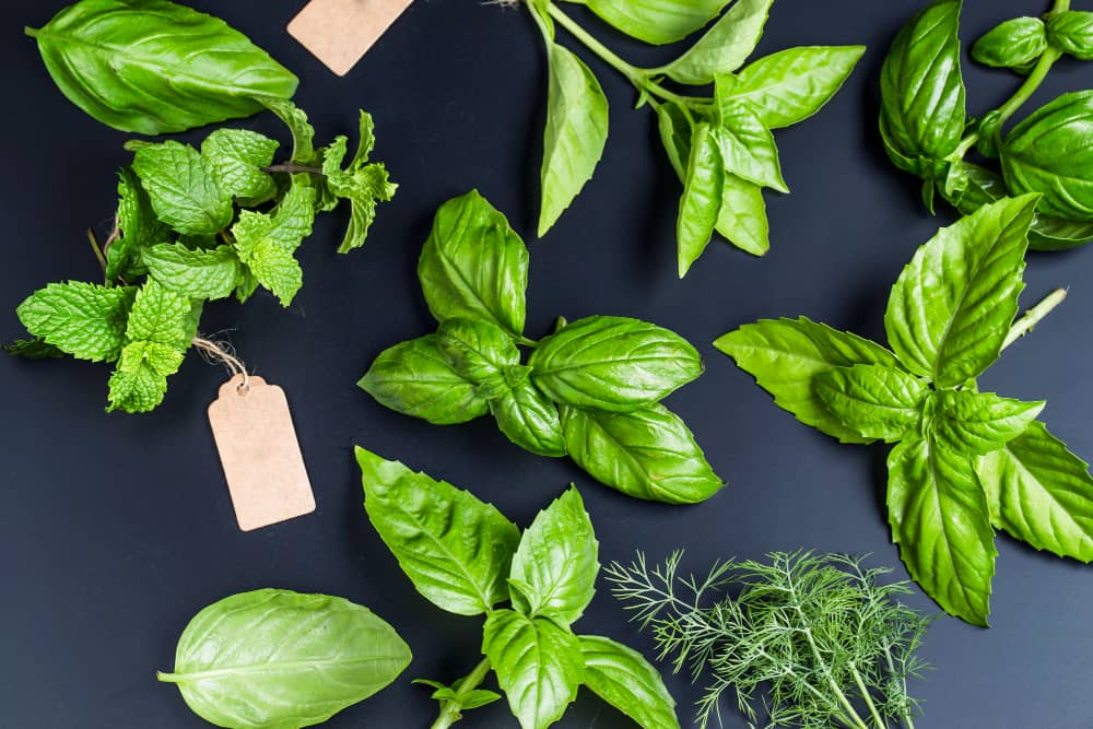 Bulgarian herbs