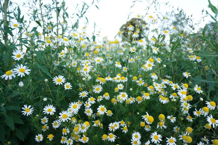 Chamomile plant benefits