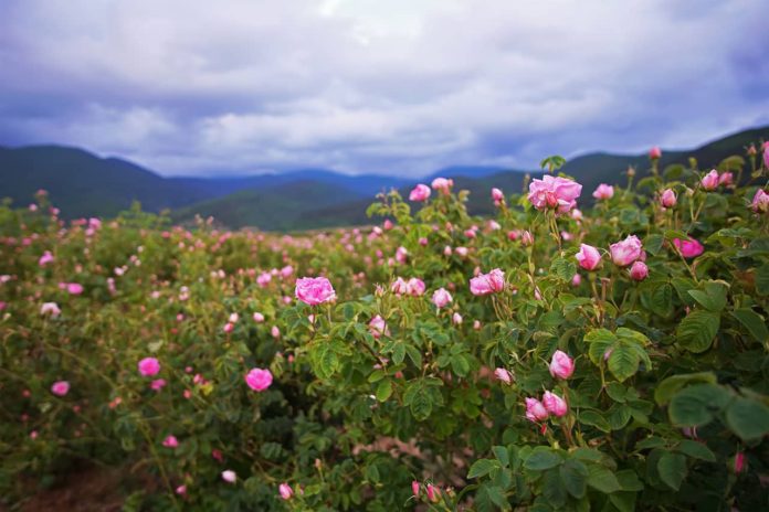 The Rose Of Bulgaria The Rose Of Bulgaria