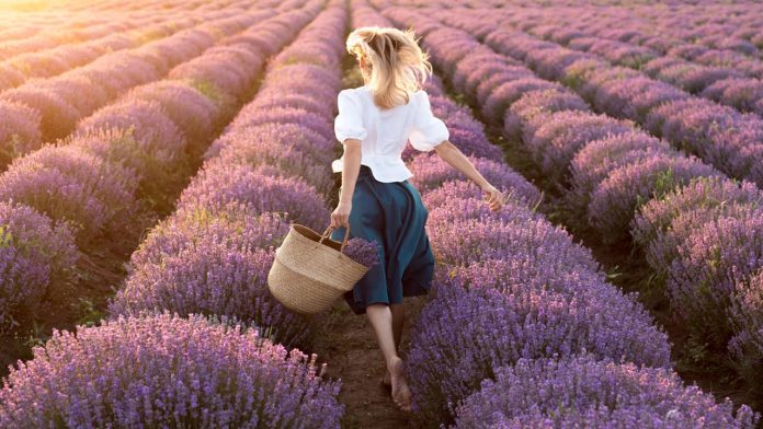Uses Of Lavender Oil Uses Of Lavender Oil