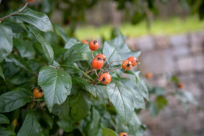 Rosehips For All Seasons Rose hips For All Seasons