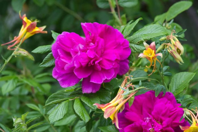 purple beach roses rosa rugosa shrubs roses uses and planting