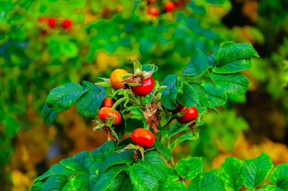 what are rosehips