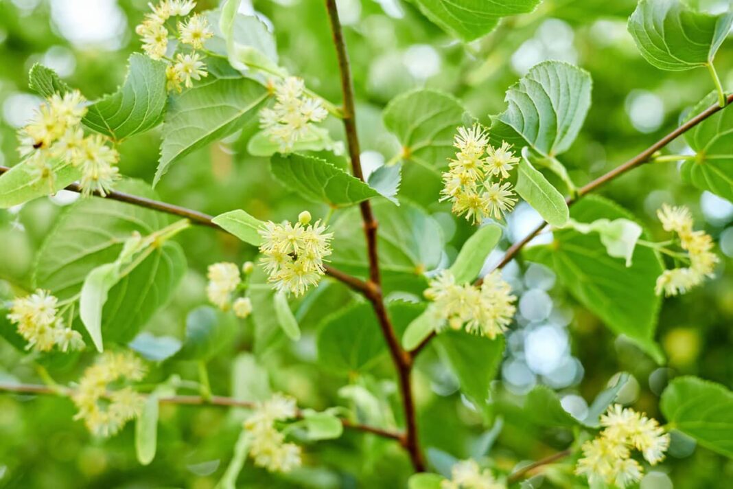 Benefits of Linden Tea