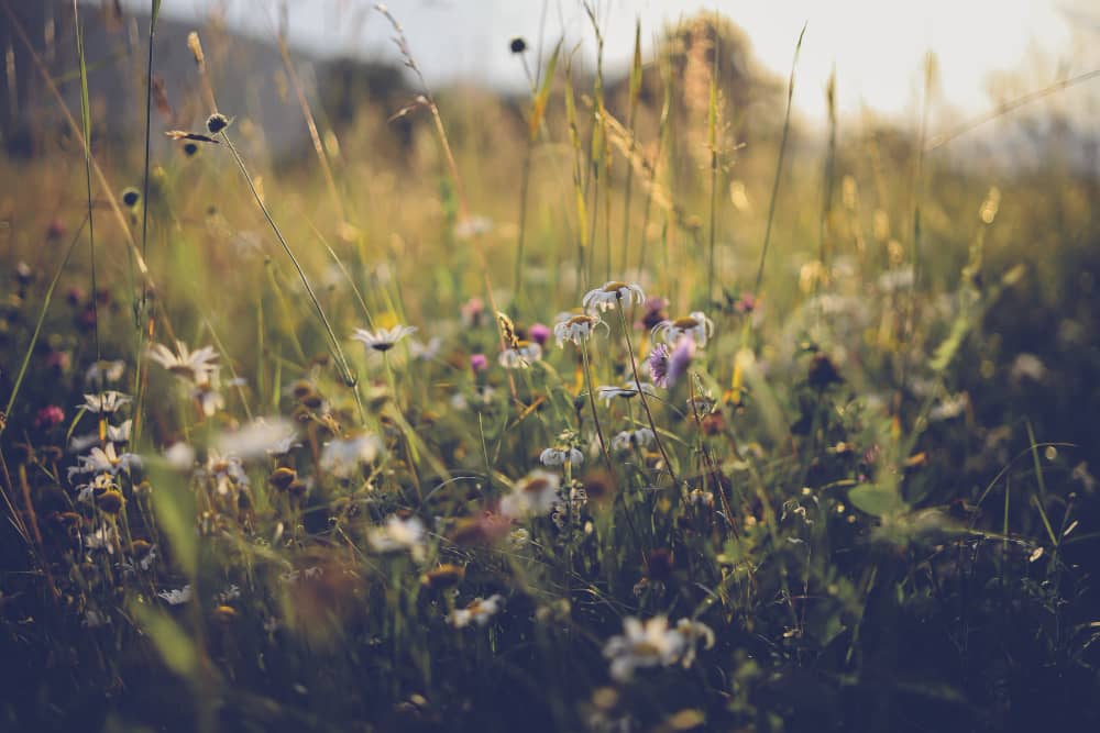 Bulgarian Herbs in the Global Marketplace