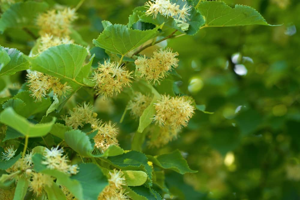 7 Surprising Benefits of Linden Tea Bulgarian Tea A Delightful Way