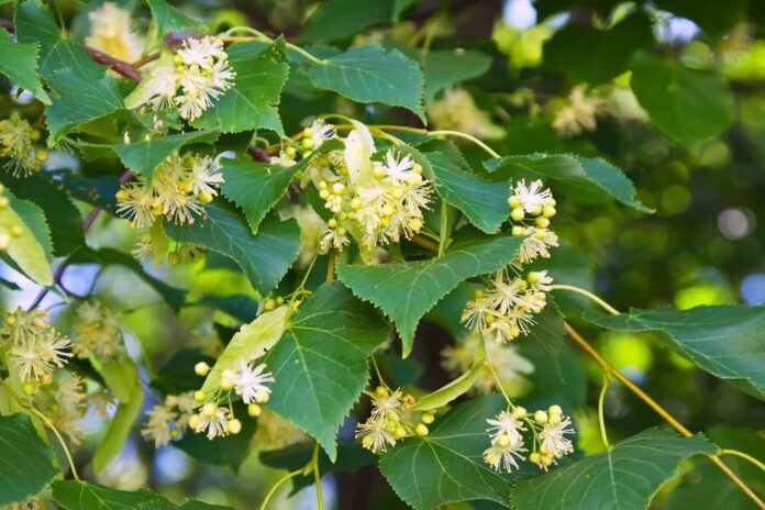 Most Popular Bulgarian Herbs Abroad Most Popular Bulgarian Herbs Abroad
