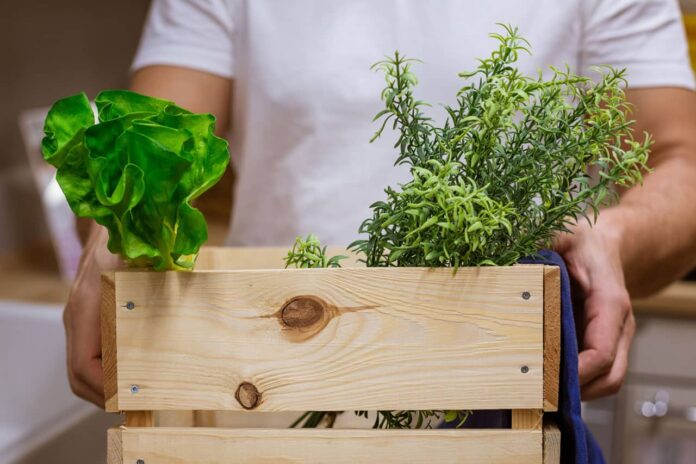 Most Profitable Herbs to Grow Most Profitable Herbs to Grow