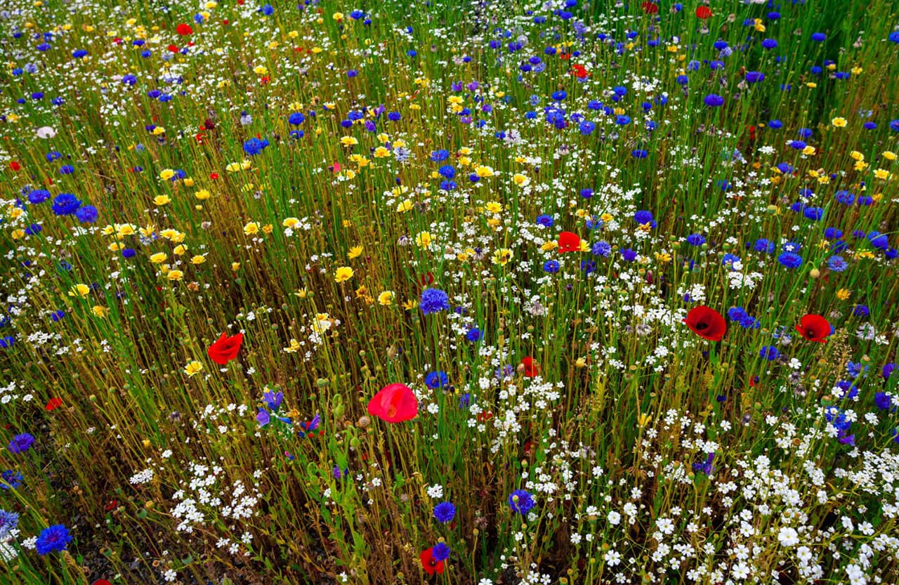 Native Wildflowers of Bulgaria