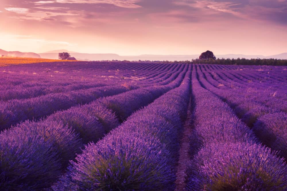 How Bulgaria Became the World's Top Organic Lavender Oil Producer ...